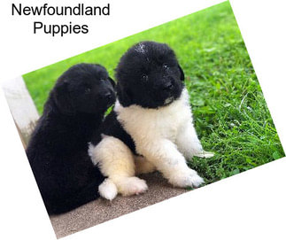 Newfoundland Puppies