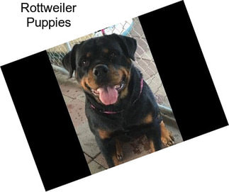 Rottweiler Puppies