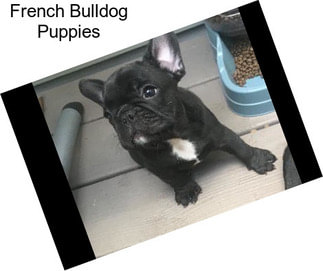 French Bulldog Puppies