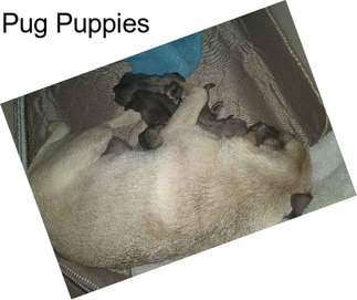Pug Puppies