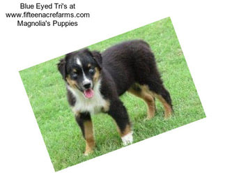 Blue Eyed Tri\'s at www.fifteenacrefarms.com Magnolia\'s Puppies