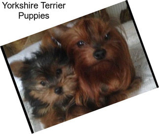 Yorkshire Terrier Puppies