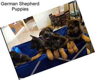 German Shepherd Puppies