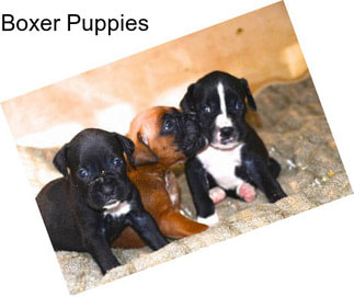 Boxer Puppies