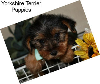 Yorkshire Terrier Puppies