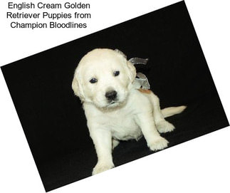 English Cream Golden Retriever Puppies from Champion Bloodlines