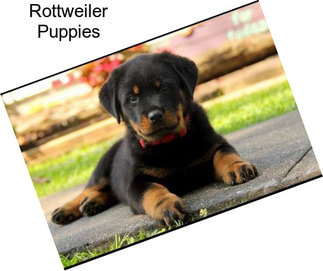 Rottweiler Puppies