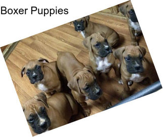 Boxer Puppies