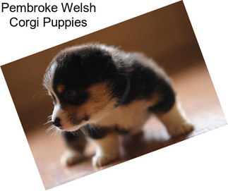 Pembroke Welsh Corgi Puppies