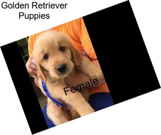 Golden Retriever Puppies