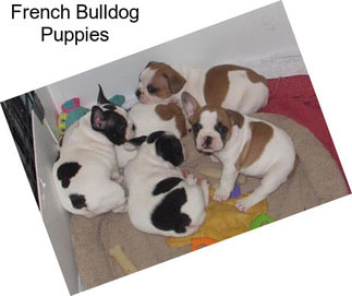 French Bulldog Puppies