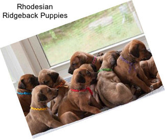 Rhodesian Ridgeback Puppies