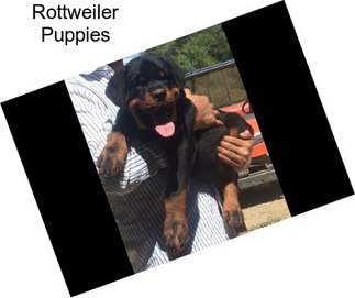 Rottweiler Puppies