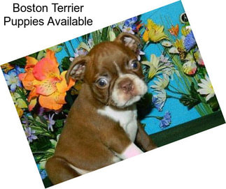 Boston Terrier Puppies Available