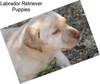 Labrador Retriever Puppies