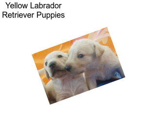 Yellow Labrador Retriever Puppies