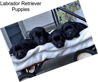 Labrador Retriever Puppies