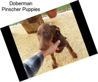 Doberman Pinscher Puppies