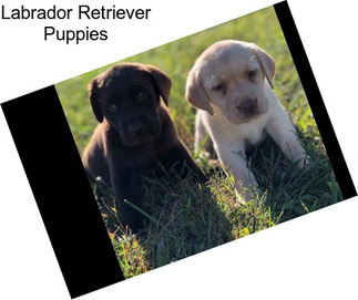 Labrador Retriever Puppies