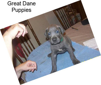 Great Dane Puppies