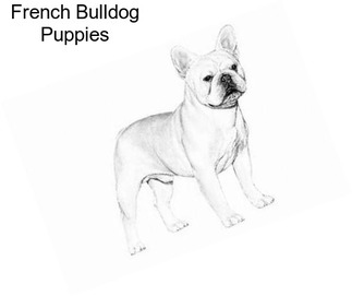 French Bulldog Puppies