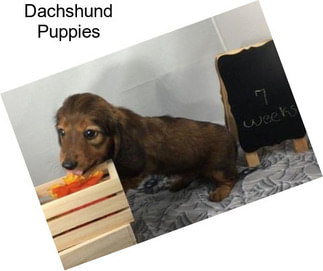 Dachshund Puppies