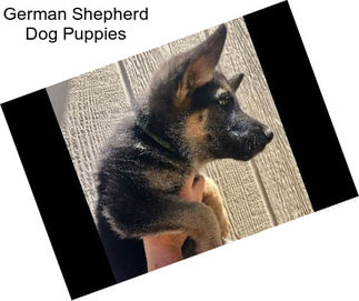 German Shepherd Dog Puppies