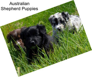 Australian Shepherd Puppies