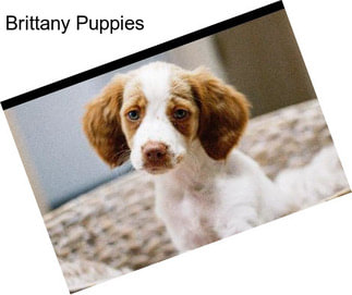 Brittany Puppies