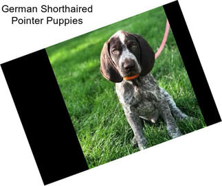 German Shorthaired Pointer Puppies