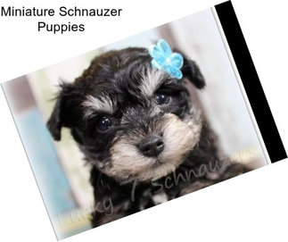 Miniature Schnauzer Puppies