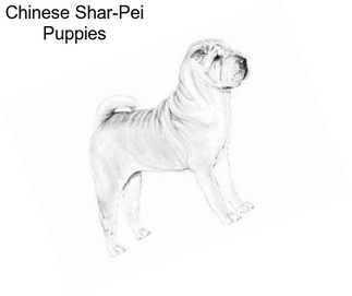 Chinese Shar-Pei Puppies