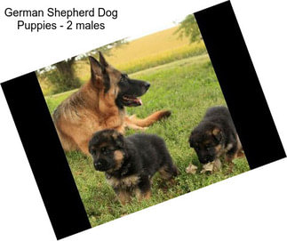German Shepherd Dog Puppies - 2 males