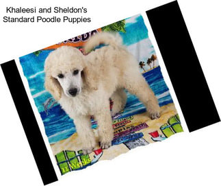 Khaleesi and Sheldon\'s Standard Poodle Puppies