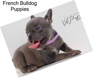 French Bulldog Puppies