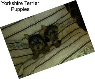 Yorkshire Terrier Puppies