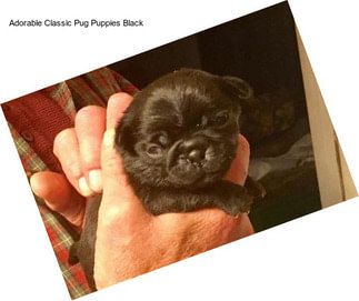 Adorable Classic Pug Puppies Black
