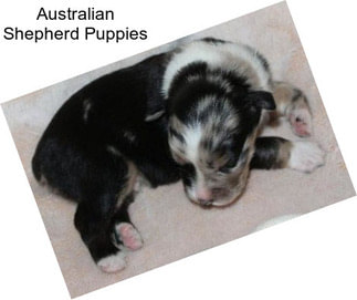 Australian Shepherd Puppies