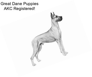 Great Dane Puppies AKC Registered!