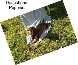 Dachshund Puppies