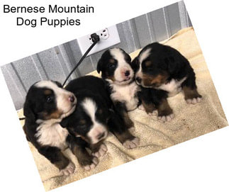 Bernese Mountain Dog Puppies