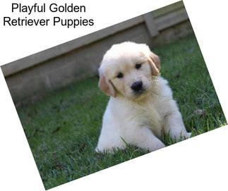 Playful Golden Retriever Puppies