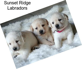 Sunset Ridge Labradors