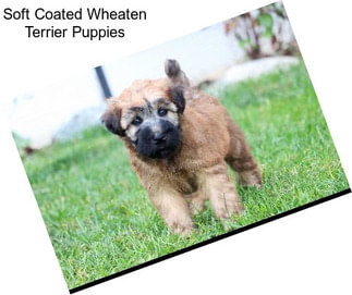 Soft Coated Wheaten Terrier Puppies