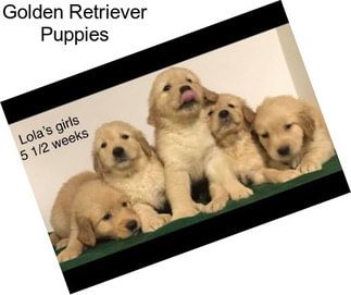 Golden Retriever Puppies