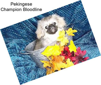 Pekingese Champion Bloodline