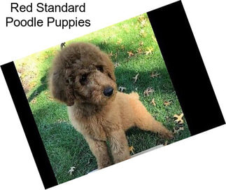 Red Standard Poodle Puppies