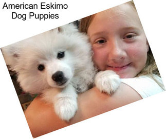 American Eskimo Dog Puppies