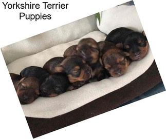 Yorkshire Terrier Puppies