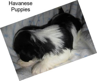 Havanese Puppies